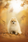 Pomeranian