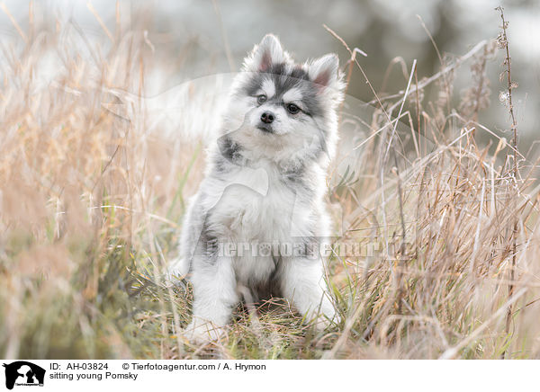 sitting young Pomsky / AH-03824