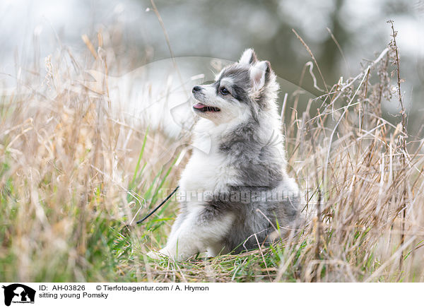 sitzender junger Pomsky / sitting young Pomsky / AH-03826