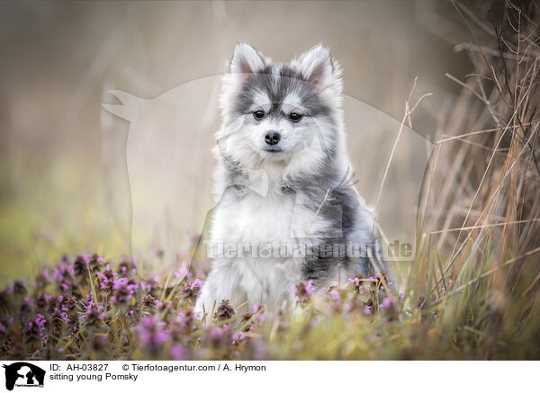 sitzender junger Pomsky / sitting young Pomsky / AH-03827