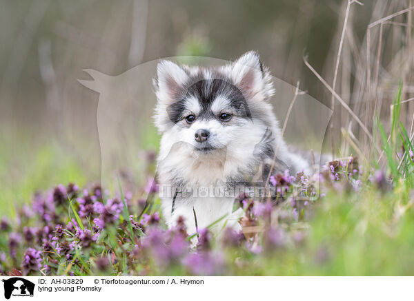 liegender junger Pomsky / lying young Pomsky / AH-03829