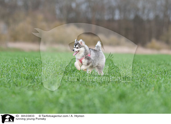 running young Pomsky / AH-03833