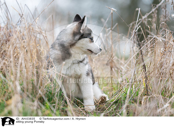 sitzender junger Pomsky / sitting young Pomsky / AH-03835