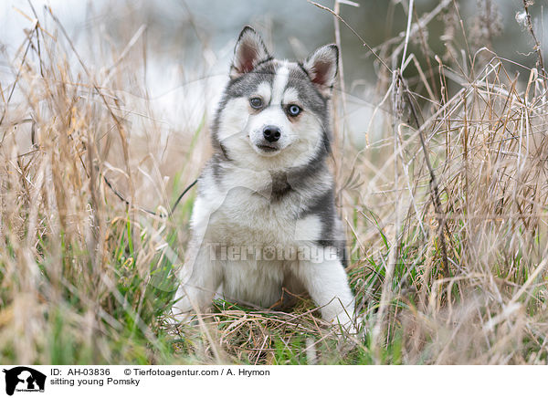 sitzender junger Pomsky / sitting young Pomsky / AH-03836
