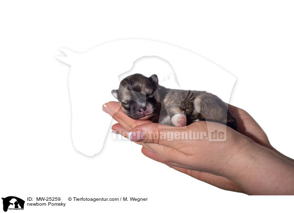 neugeborener Pomsky / newborn Pomsky / MW-25259