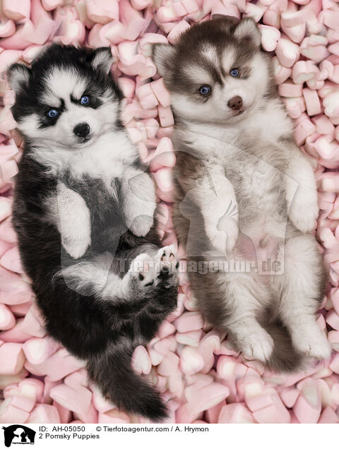 2 Pomsky Welpen / 2 Pomsky Puppies / AH-05050