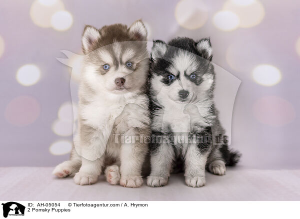 2 Pomsky Puppies / AH-05054