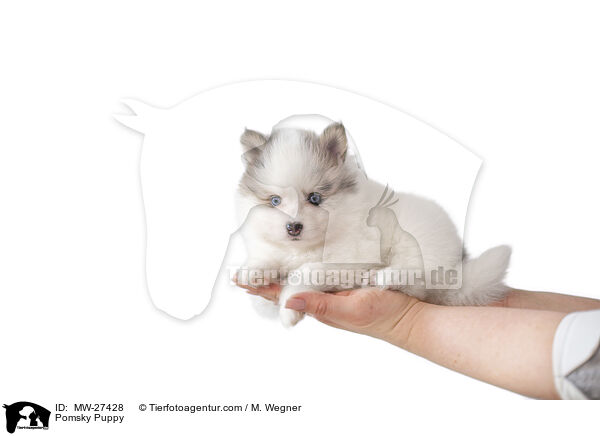 Pomsky Welpe / Pomsky Puppy / MW-27428