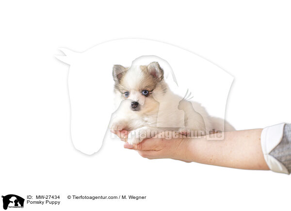 Pomsky Welpe / Pomsky Puppy / MW-27434