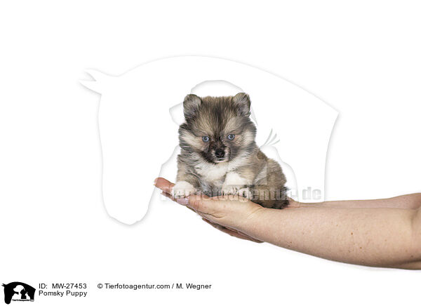 Pomsky Welpe / Pomsky Puppy / MW-27453