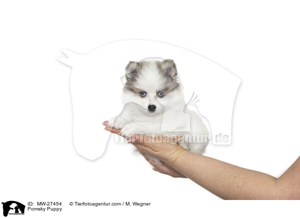 Pomsky Welpe / Pomsky Puppy / MW-27454
