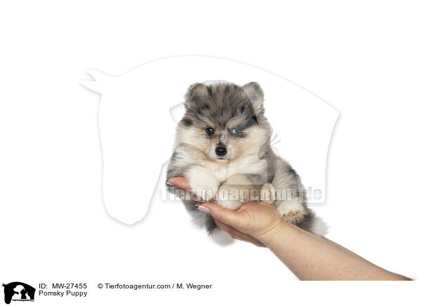 Pomsky Welpe / Pomsky Puppy / MW-27455