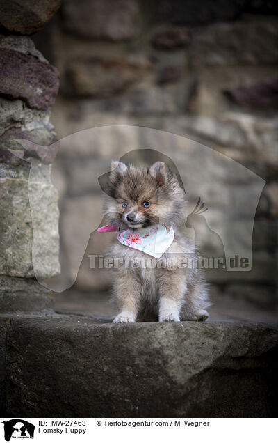 Pomsky Puppy / MW-27463