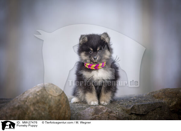 Pomsky Welpe / Pomsky Puppy / MW-27476