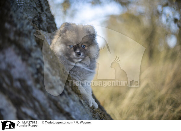 Pomsky Welpe / Pomsky Puppy / MW-27672