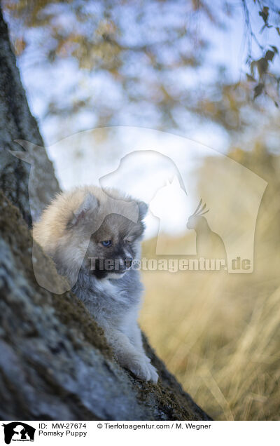 Pomsky Welpe / Pomsky Puppy / MW-27674