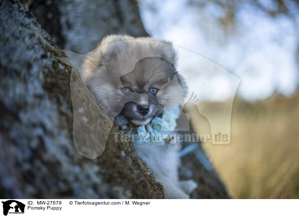 Pomsky Puppy / MW-27678