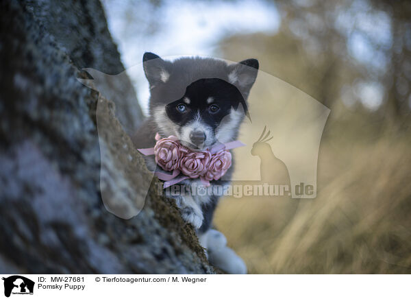 Pomsky Welpe / Pomsky Puppy / MW-27681