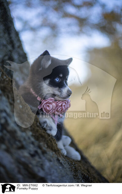Pomsky Welpe / Pomsky Puppy / MW-27682