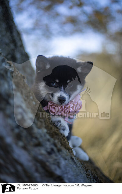 Pomsky Welpe / Pomsky Puppy / MW-27683