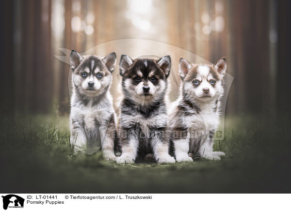 Pomsky Puppies / LT-01441