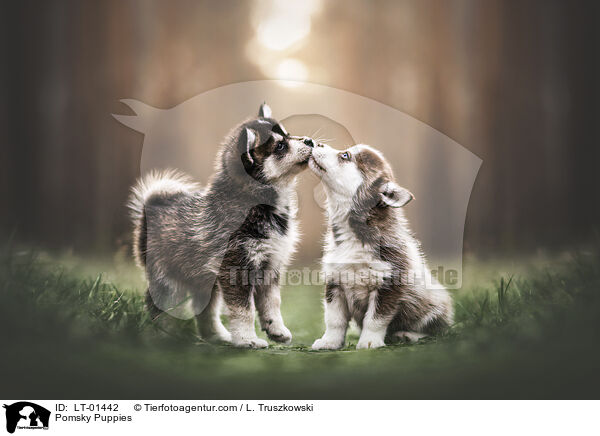 Pomsky Puppies / LT-01442