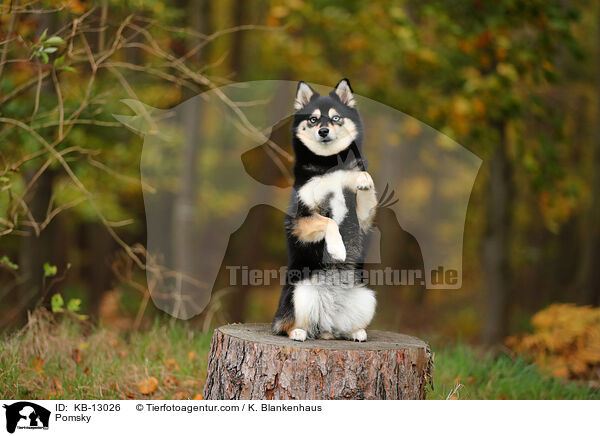 Pomsky / Pomsky / KB-13026