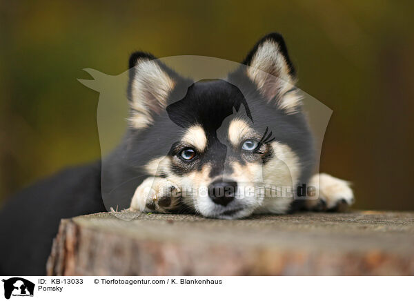 Pomsky / Pomsky / KB-13033