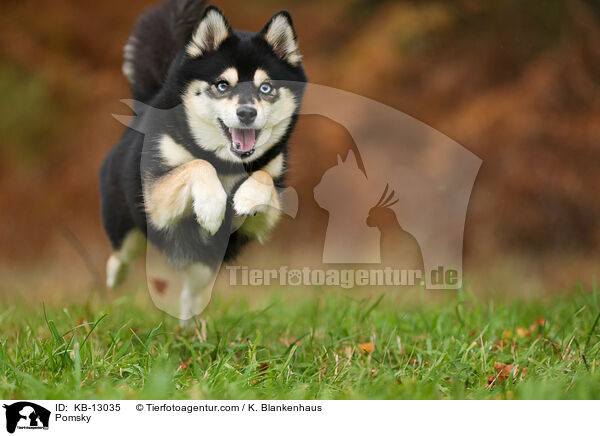 Pomsky / Pomsky / KB-13035