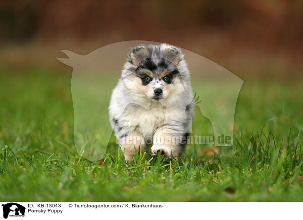 Pomsky Welpe / Pomsky Puppy / KB-13043