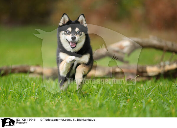 Pomsky / Pomsky / KB-13046