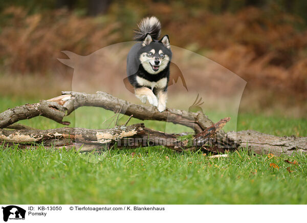 Pomsky / Pomsky / KB-13050