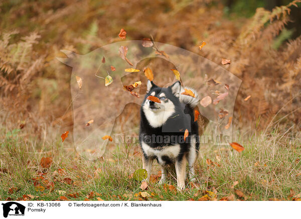 Pomsky / Pomsky / KB-13066