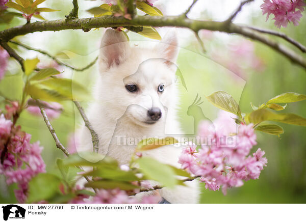 Pomsky / Pomsky / MW-27760