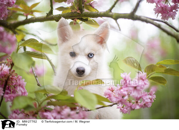 Pomsky / MW-27762