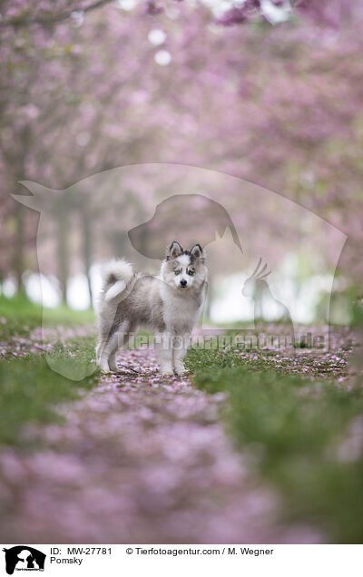 Pomsky / Pomsky / MW-27781
