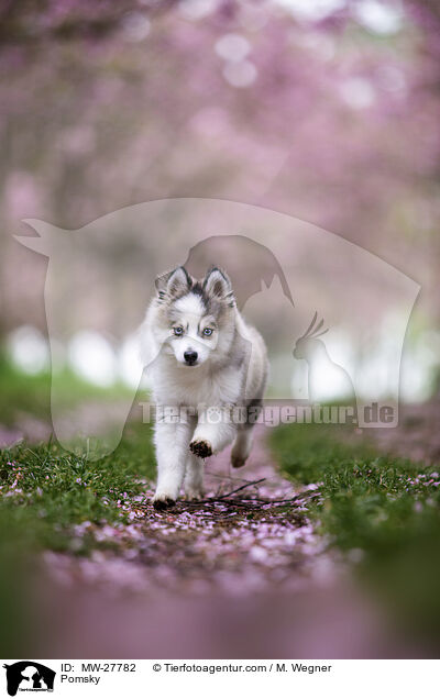 Pomsky / Pomsky / MW-27782