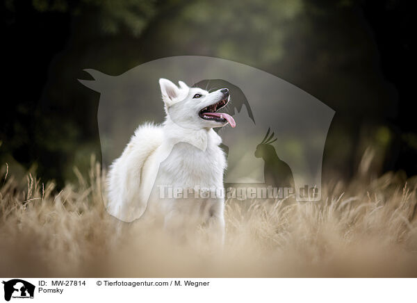 Pomsky / Pomsky / MW-27814