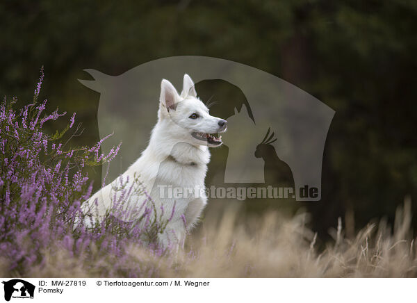 Pomsky / Pomsky / MW-27819