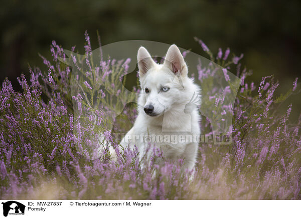 Pomsky / Pomsky / MW-27837