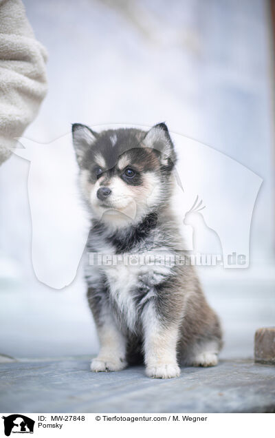 Pomsky / Pomsky / MW-27848