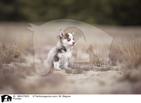 Pomsky / MW-27855