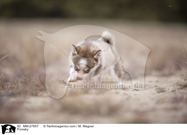 Pomsky / Pomsky / MW-27857