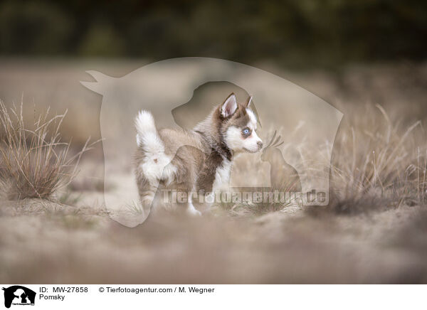 Pomsky / Pomsky / MW-27858