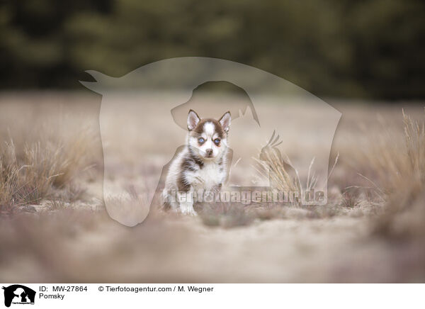 Pomsky / Pomsky / MW-27864