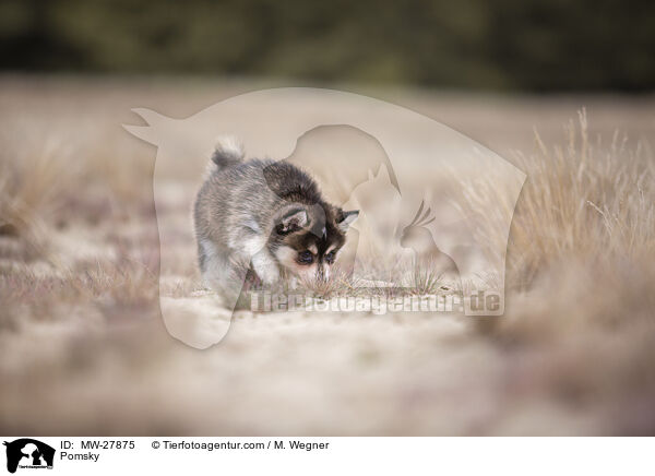 Pomsky / Pomsky / MW-27875
