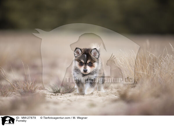 Pomsky / MW-27879