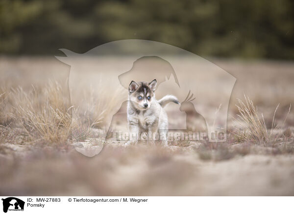 Pomsky / MW-27883