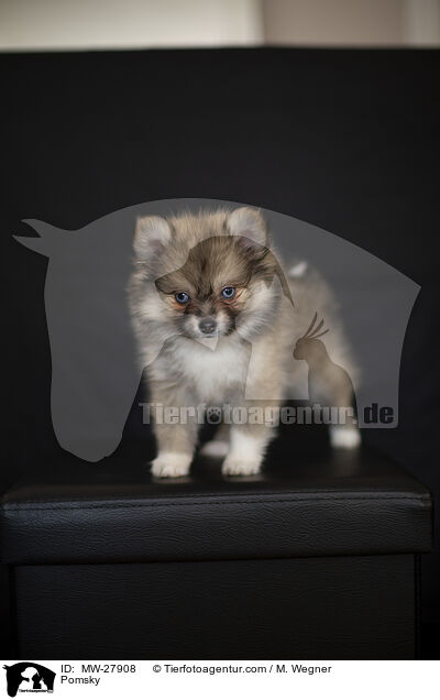 Pomsky / Pomsky / MW-27908