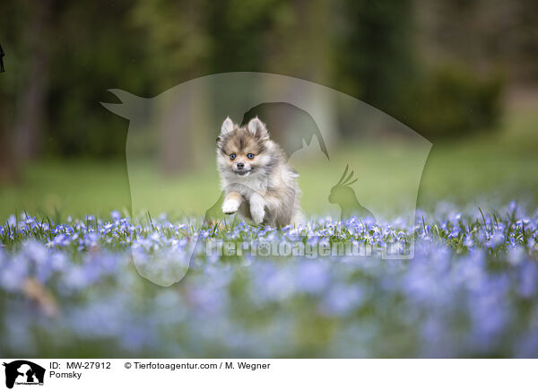 Pomsky / MW-27912